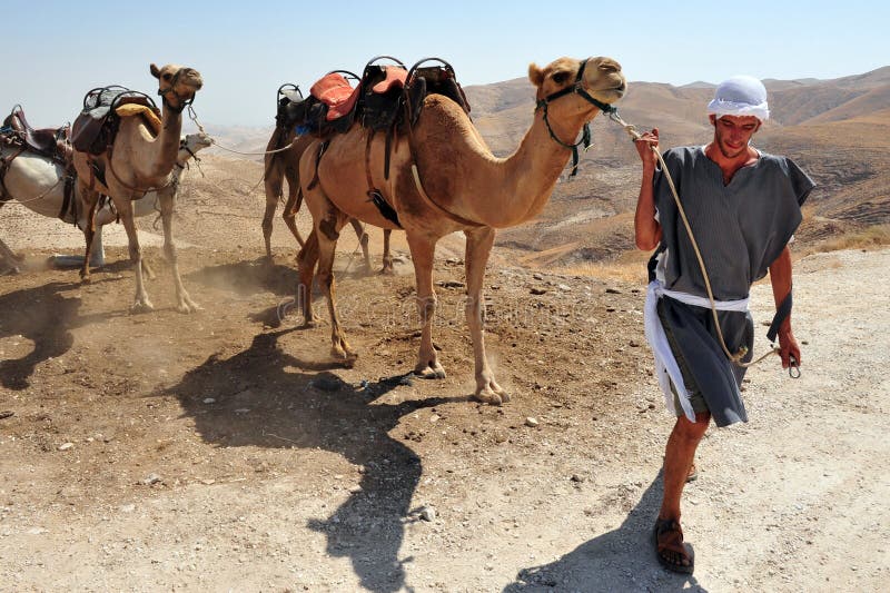 Деятельности при езды и пустыни верблюда в пустыне Израиле Judean
