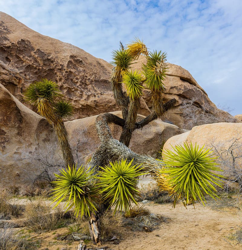 Joshua Trees and Rock Formations on The Hall of Horrors Trail, Joshua Tree National Park, California, USA. Joshua Trees and Rock Formations on The Hall of Horrors Trail, Joshua Tree National Park, California, USA