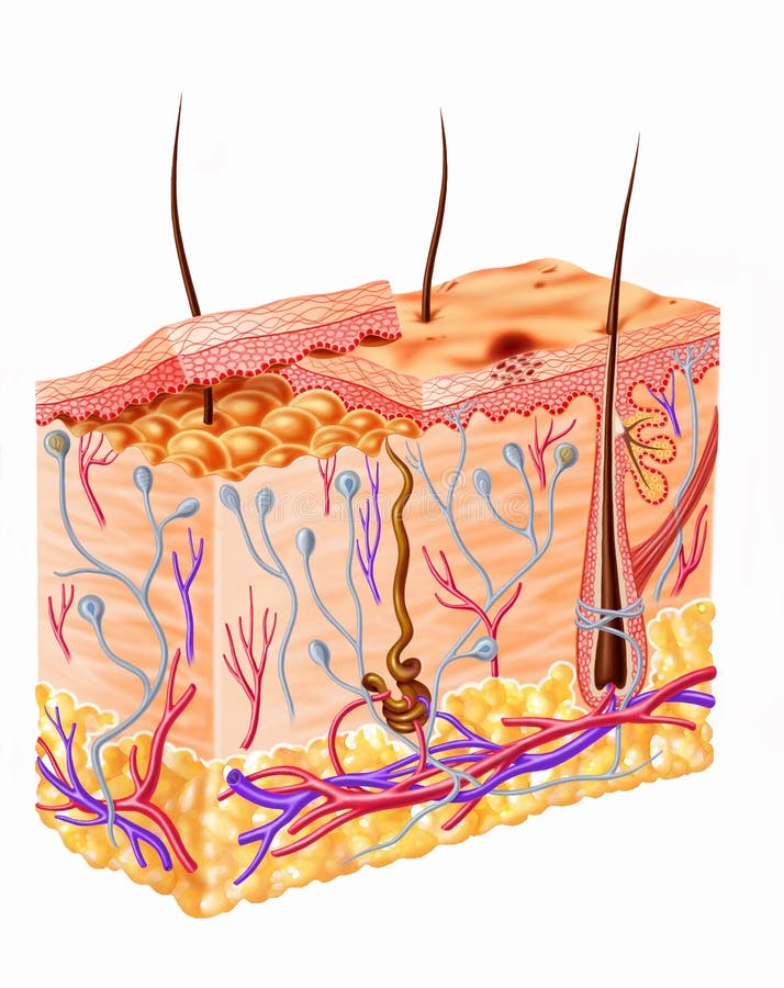 Human skin full section diagram. Human skin full section diagram