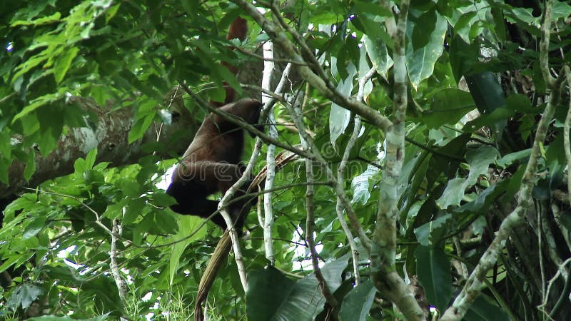 дикая волнистая обезьяна игриво питается ветвями деревьев в амазонском тропическом лесу.