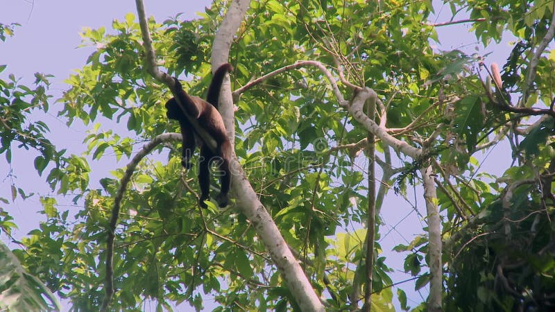 дикая волнистая обезьяна лаготрикс отдыхает на ветке в амазонском тропическом лесу эквадорской южной америки.
