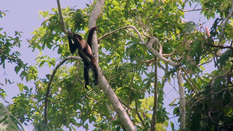 дикая волнистая обезьяна лаготрикс отдыхает на ветке в амазонском тропическом лесу эквадорской южной америки.