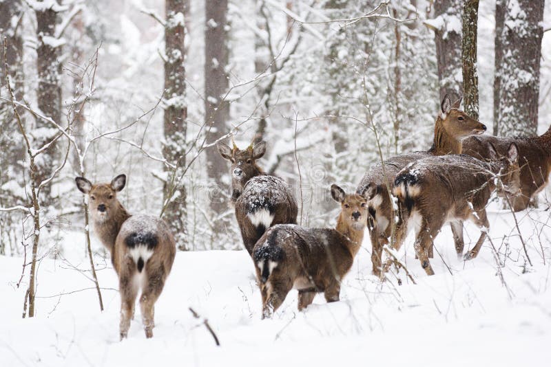 Дикие животные в их естественной среде обитания Запятнанная семья оленей Cervus в глубоком снеге в лесе зимы