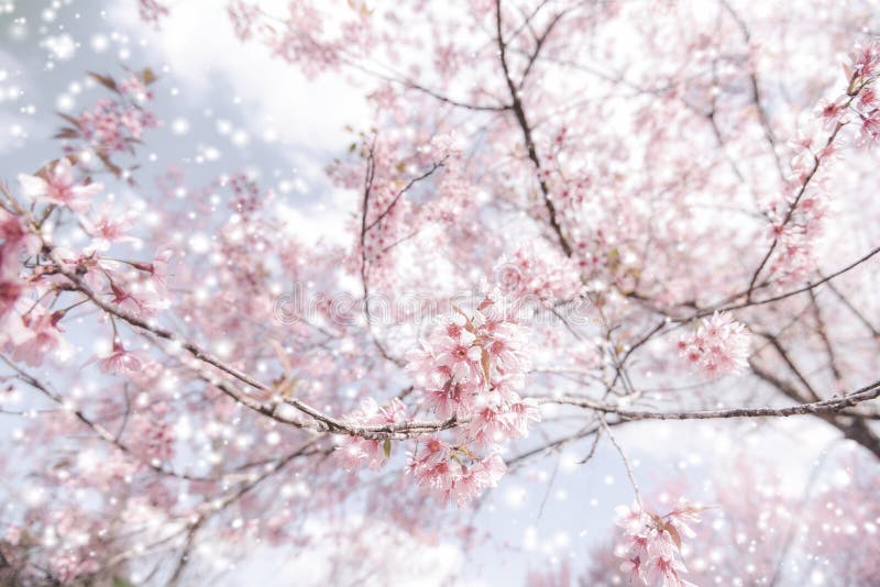 дикий ималайский вишня цветёт красивый розовый сакура зимой с снежным ландшафтом