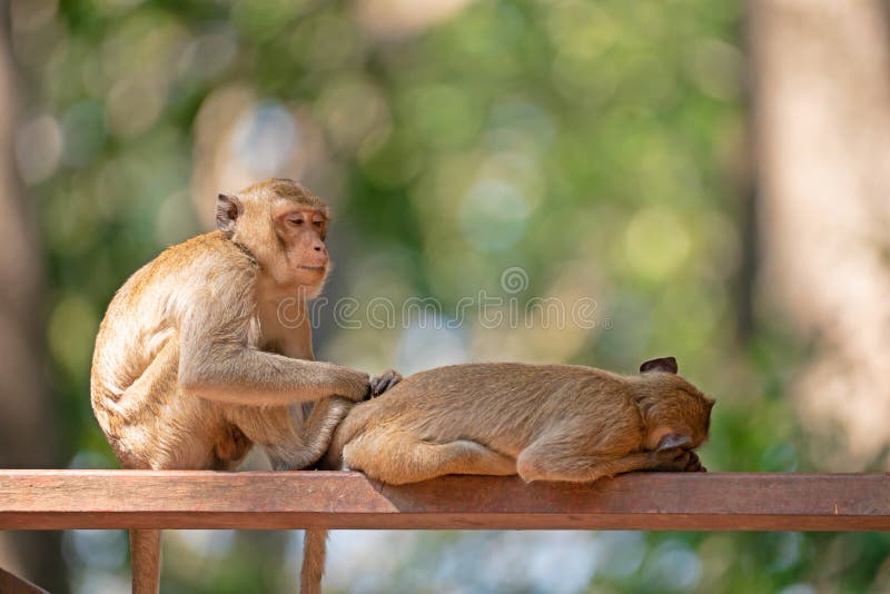 2 диких макаки отдыхая на планке рельса с зеленым bokeh Mulatta Macaca обезьяны макаки резуса стоковые фотографии rf 2 диких макаки отдыхая на планке рельса с зеленым bokeh Mulatta Macaca обезьяны макаки резуса стоковые фотографии rf