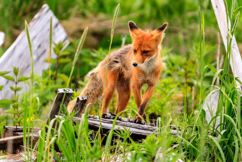 Дикое положение beringiana лисицы лисицы красного Fox в зеленой траве Камчатский полуостров, Россия стоковая фотография rf Дикое положение beringiana лисицы лисицы красного Fox в зеленой траве Камчатский полуостров, Россия стоковая фотография rf