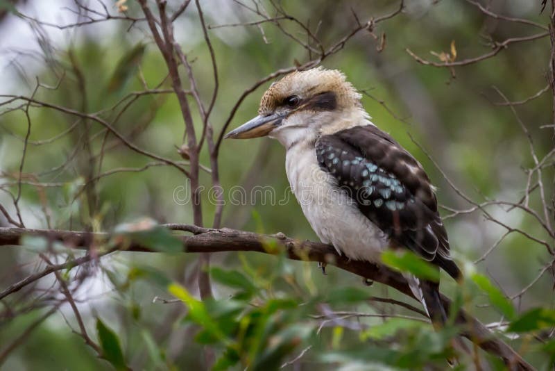 Дикое смеясь Kookaburra, полесья исторический парк, Виктория, Австралия, сентябрь 2016 стоковые фотографии rf Дикое смеясь Kookaburra, полесья исторический парк, Виктория, Австралия, сентябрь 2016 стоковые фотографии rf