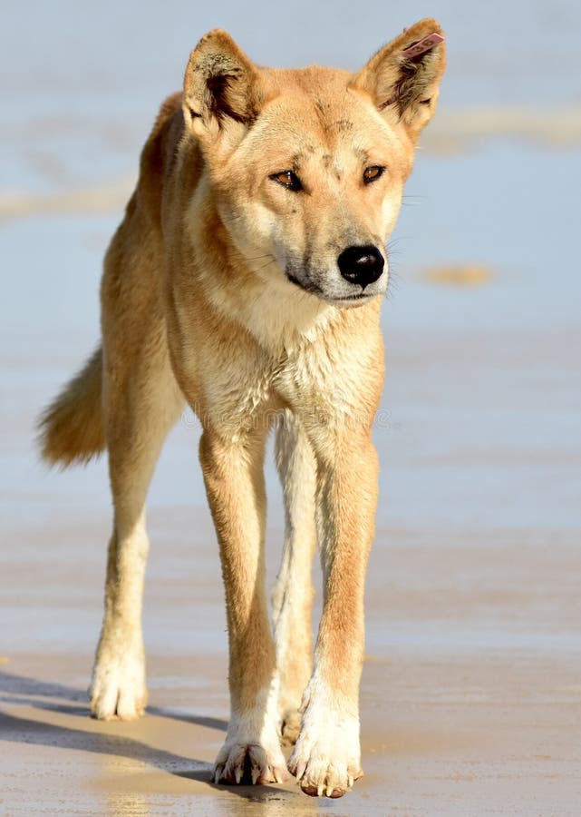 A wild dingo, or wongari, on the beach of K`Gari / Fraser Island, the largest sand island in the world, and a World Heritage Site on Butchulla Country. A wild dingo, or wongari, on the beach of K`Gari / Fraser Island, the largest sand island in the world, and a World Heritage Site on Butchulla Country