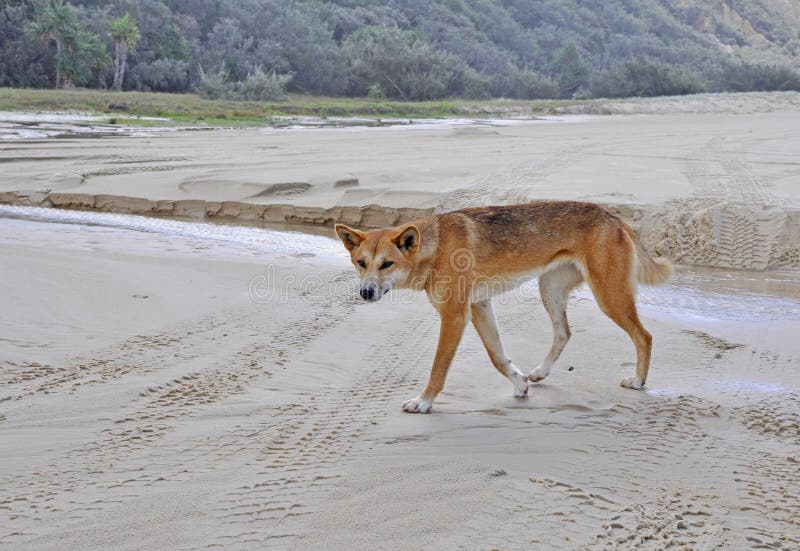 Young female Dingo on Fraser Island East beach, Queensland Australia. Young female Dingo on Fraser Island East beach, Queensland Australia