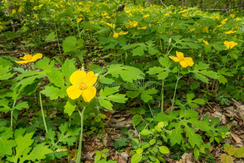A close up of Celandine Poppy flowering during spring in Connecticut. A close up of Celandine Poppy flowering during spring in Connecticut.