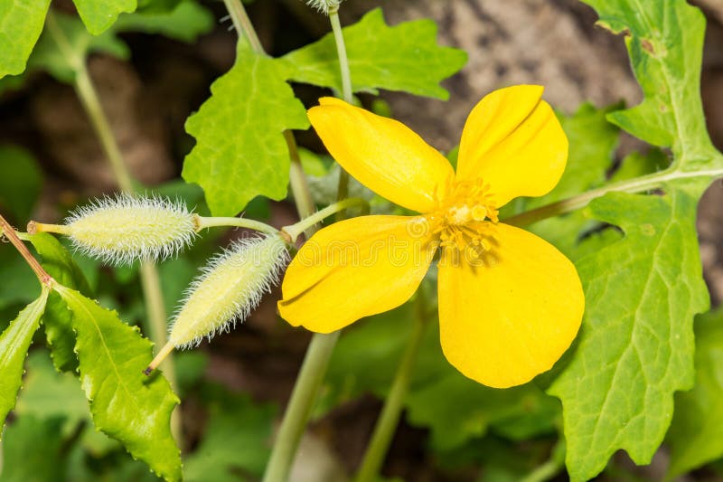 A close up of Celandine Poppy flowering during spring in Connecticut. A close up of Celandine Poppy flowering during spring in Connecticut.