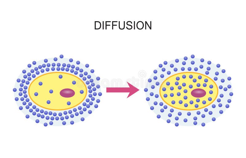 Диффузия через клеточные мембраны Иллюстрация вектора - иллюстрации ...