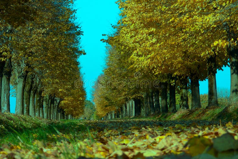 A long country boulevard in autumn. A long country boulevard in autumn