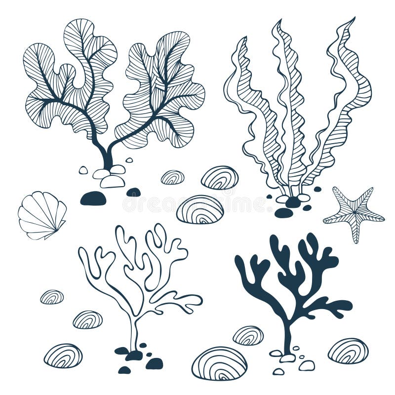 Water plants, stones, starfish and seashell collection vector illustration Water plants, stones, starfish and seashell collection vector illustration
