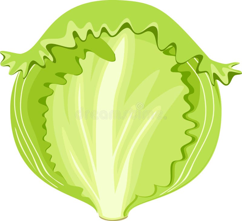 Iceberg Lettuce Vector Sketch Vegetable Stock Vector Illustration of