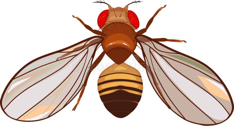 Melanogaster drosophila Drosophila melanogaster
