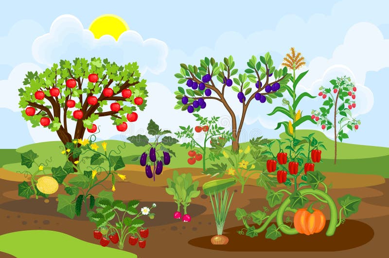 Sunny Vegetable Garden Stock Illustrations 1,378 Sunny Vegetable