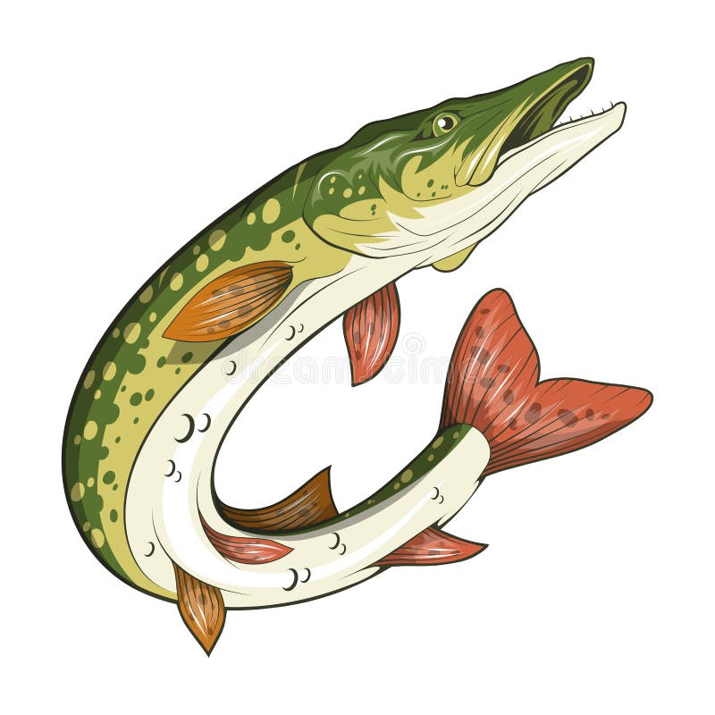 Pike Image. Northern pike. stock illustration