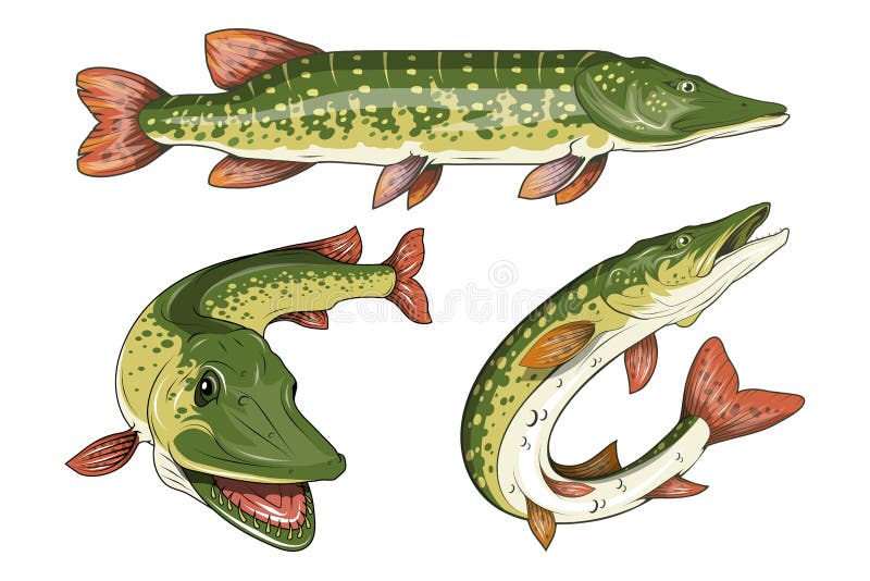 Pike Image. Northern pike. royalty free illustration