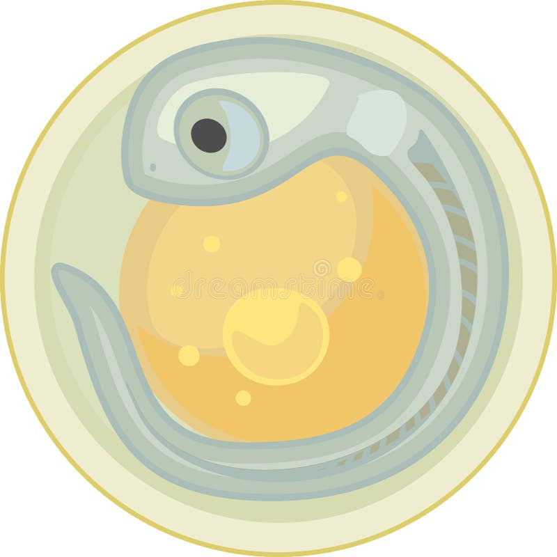 Freshwater Fish Egg Spawn with Embryo Isolated on White Stock Vector