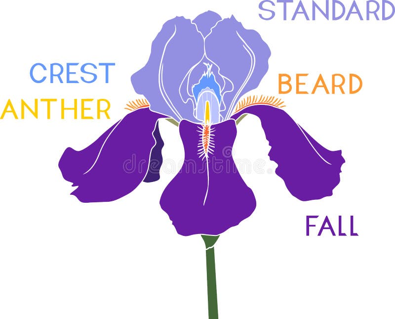 Parts Iris Flower Isolated White Stock Illustrations 10 Parts Iris