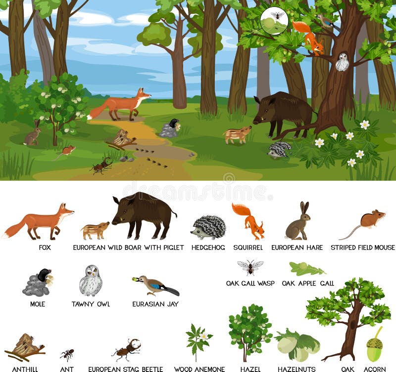 Grove Biotope with Different Animals Mammals, Birds, Insects and Plants