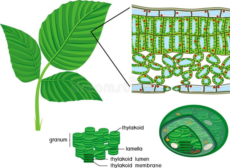 Chloroplast, thylakoid and sectional diagram of plant leaf microscopic structure stock illustration