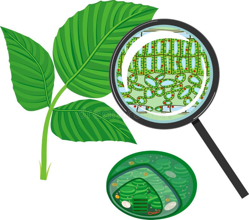 Sectional diagram of plant leaf microscopic structure under magnifying glass and chloroplast royalty free illustration