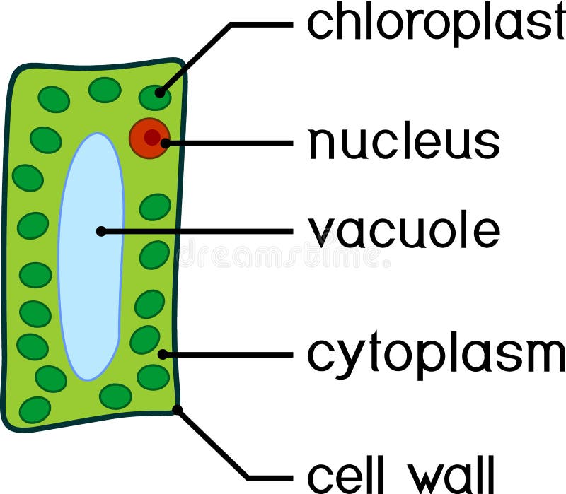 Simplified Structure of Plant Cell Chloroplast, Nucleus, Vacuole