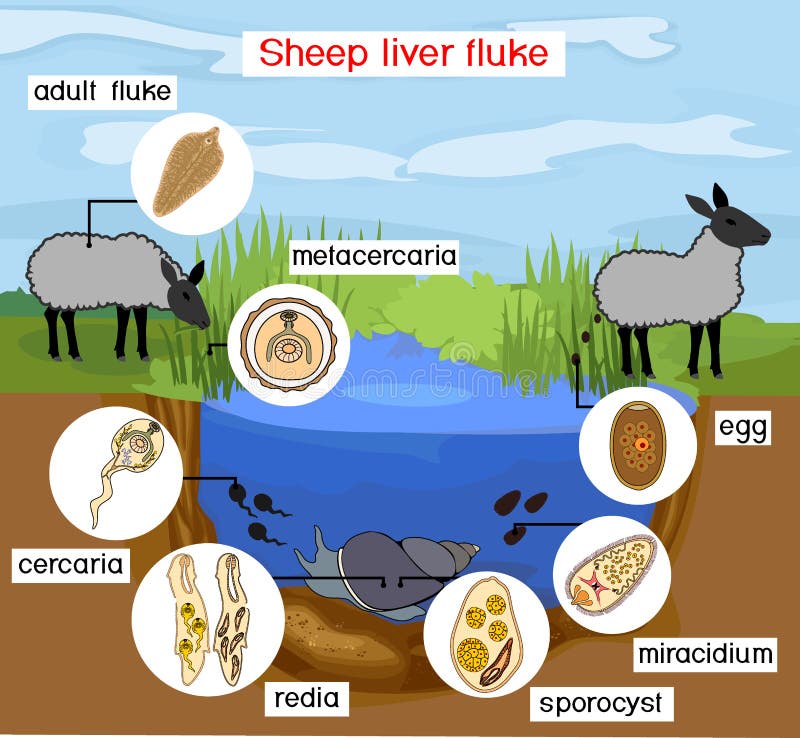 life-cycle-of-sheep-liver-fluke-fasciola-hepatica-with-sheep-snail-and