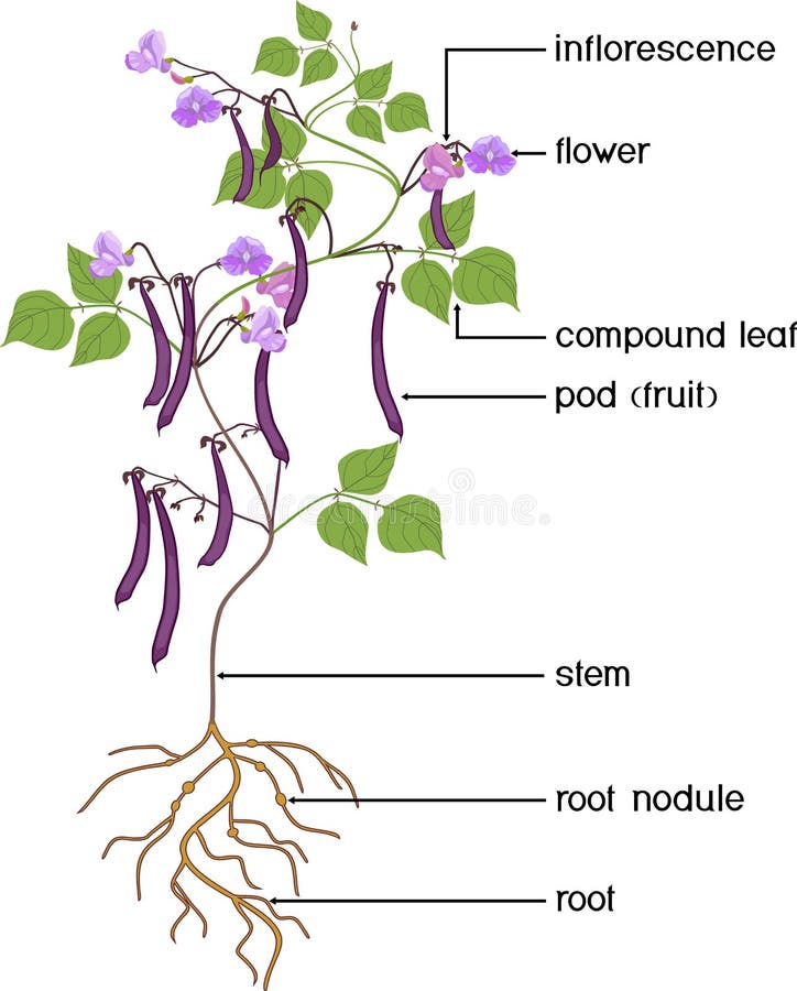 Parts of Plant. Morphology of Bean Plant with Purple Fruits, Flowers
