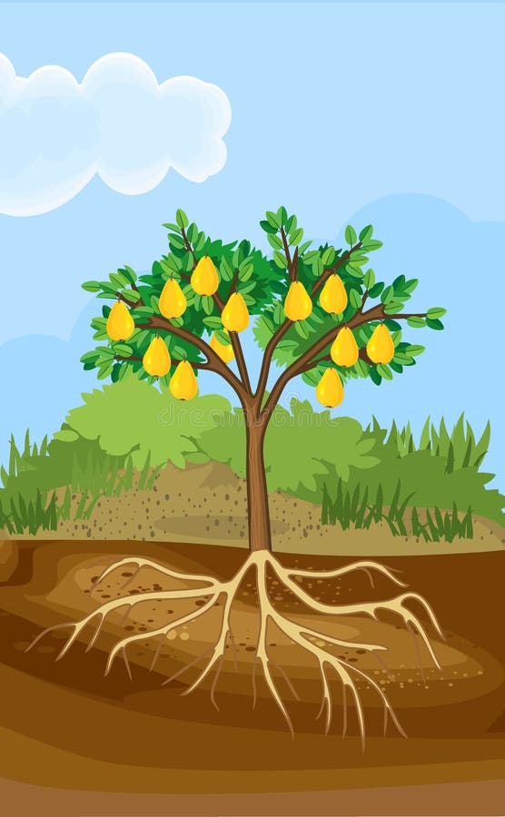 Landscape with pear tree with leaves, fruits and roots system below ground level vector illustration