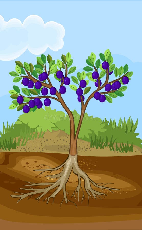 Landscape with plum tree with leaves, blue fruits and roots system below ground level royalty free illustration