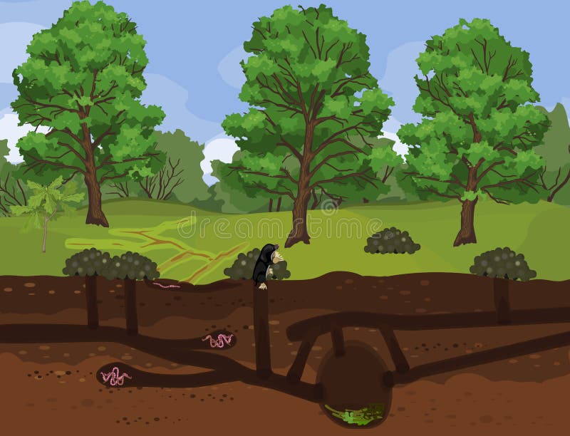 Scheme of structure of underground mole tunnels with earthworms and European mole Talpa europaea. Below ground level landscape royalty free illustration