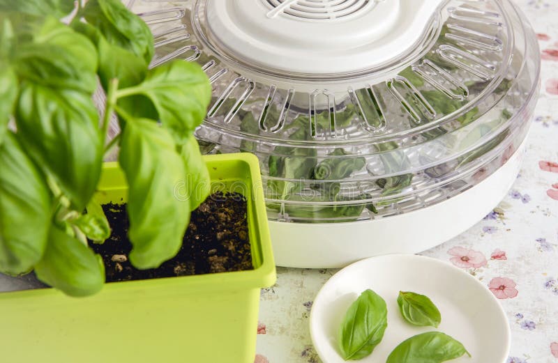 Drying using electrical dehydrator machine for drying food and herbs at home. Drying home grown basil leaves in machine. Drying using electrical dehydrator machine for drying food and herbs at home. Drying home grown basil leaves in machine.
