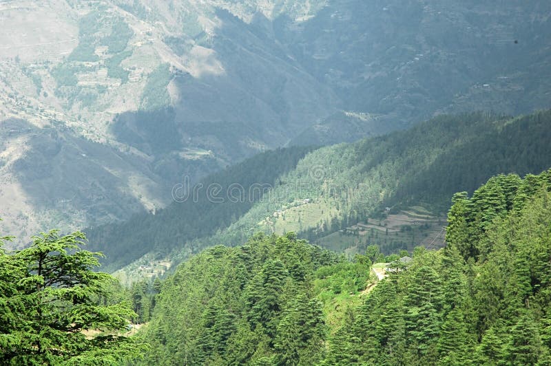 долина simla Индии зеленого цвета пущи himalayan сочная стоковые фото