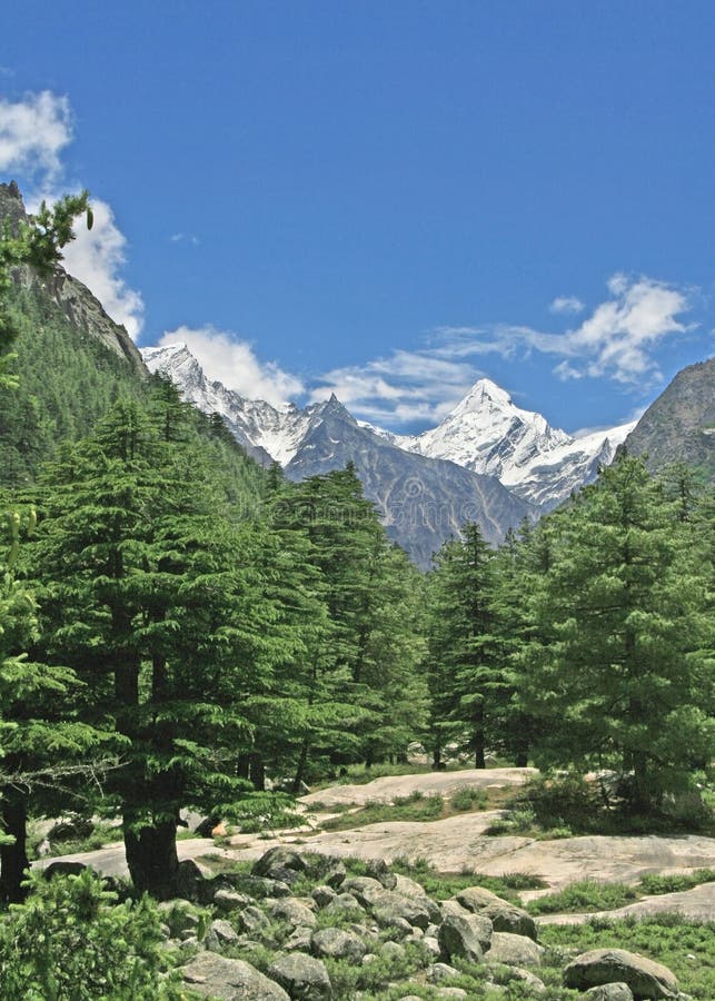 долина Индии зеленого цвета пущи himalayan сочная uttaranchal стоковые фотографии rf