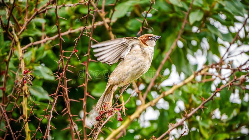 Домовый воробей (Passer domesticus) взмахивает крылом среди колючих веток стоковое изображение