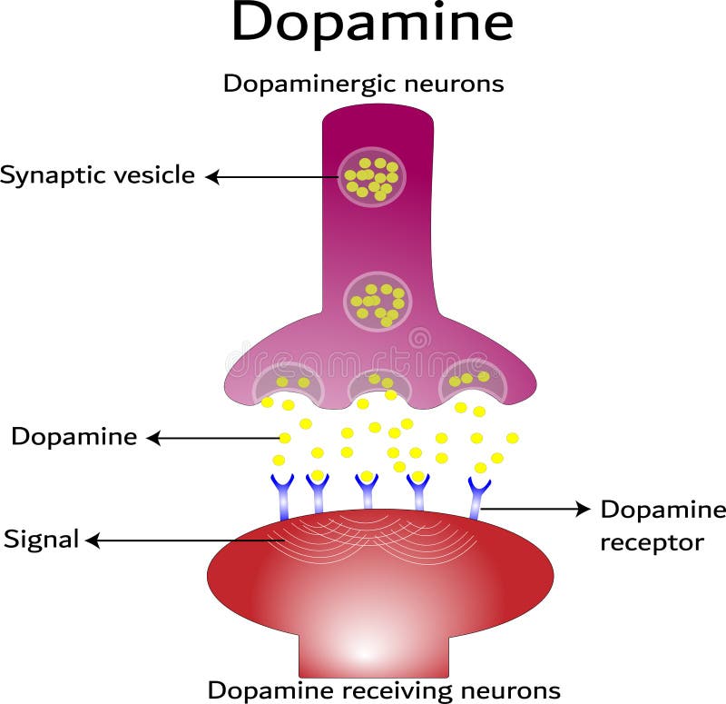 Dopamine, dopamine-receiving neuron and dopamine-producing neuron. Educational, scientific and medical vector illustration. Labeled diagram. Dopamine, dopamine-receiving neuron and dopamine-producing neuron. Educational, scientific and medical vector illustration. Labeled diagram