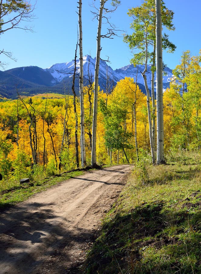 Road though the forest of yellow aspens during the foliage season. Road though the forest of yellow aspens during the foliage season