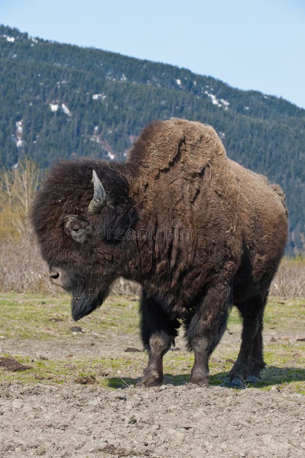 Male wood bison with forested mountainside in background, Alaska, U.S.A. Male wood bison with forested mountainside in background, Alaska, U.S.A.