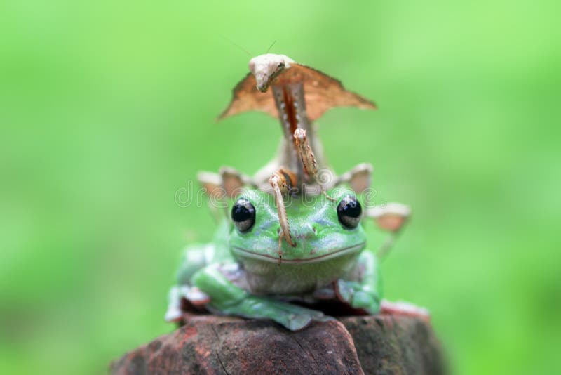 Древесная лягушка, mantis, животные, макрос, bokeh, насекомое, природа, стоковое изображение Древесная лягушка, mantis, животные, макрос, bokeh, насекомое, природа, стоковое изображение