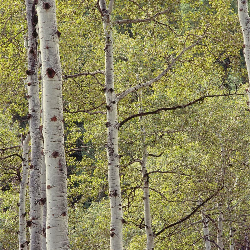 Leaves on these gorgeous aspens are in a constant state of jittery, perpetual motion even in the slightest of breezes. Leaves on these gorgeous aspens are in a constant state of jittery, perpetual motion even in the slightest of breezes.