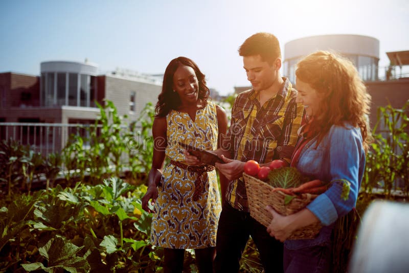 Group of gardeners tending to organic crops at community garden and picking up a basket full of fresh produce from their small business. Group of gardeners tending to organic crops at community garden and picking up a basket full of fresh produce from their small business