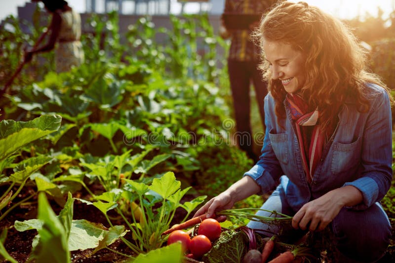 Group of gardeners tending to organic crops at community garden and picking up a basket full of fresh produce from their small business. Group of gardeners tending to organic crops at community garden and picking up a basket full of fresh produce from their small business