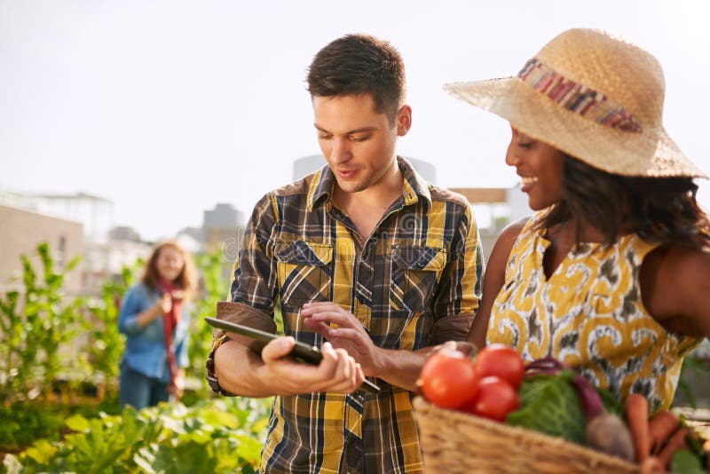 Group of gardeners tending to organic crops at community garden and picking up a basket full of fresh produce from their small business. Group of gardeners tending to organic crops at community garden and picking up a basket full of fresh produce from their small business