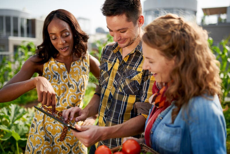 Group of gardeners tending to organic crops at community garden and picking up a basket full of fresh produce from their small business. Group of gardeners tending to organic crops at community garden and picking up a basket full of fresh produce from their small business