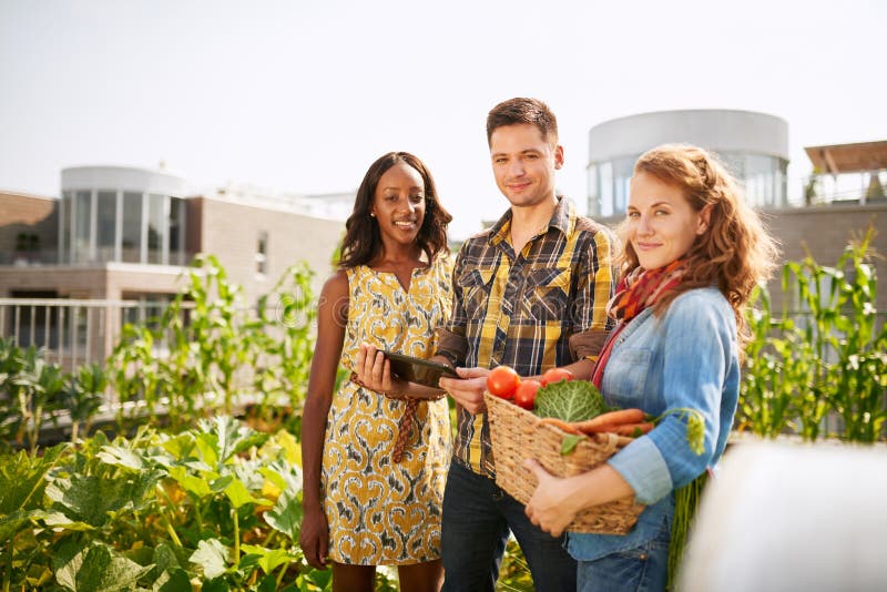 Group of gardeners tending to organic crops at community garden and picking up a basket full of fresh produce from their small business. Group of gardeners tending to organic crops at community garden and picking up a basket full of fresh produce from their small business