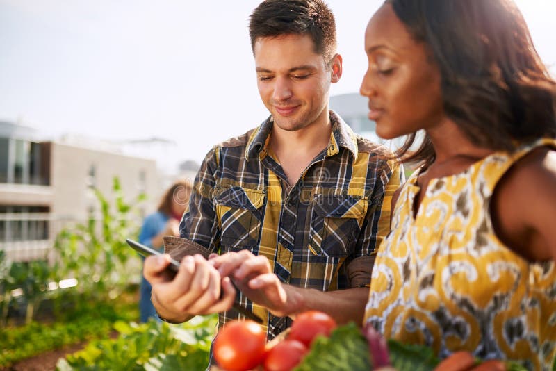 Group of gardeners tending to organic crops at community garden and picking up a basket full of fresh produce from their small business. Group of gardeners tending to organic crops at community garden and picking up a basket full of fresh produce from their small business