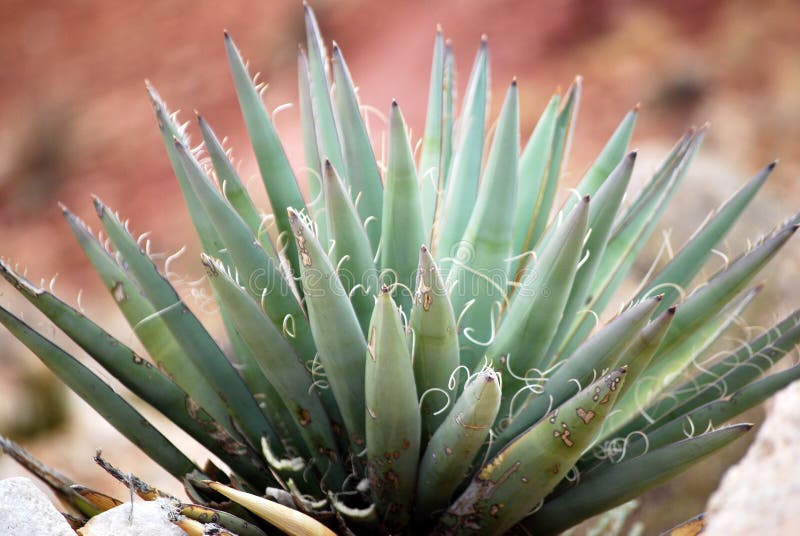 Yucca amid rocks in the Arizona desert. Yucca amid rocks in the Arizona desert